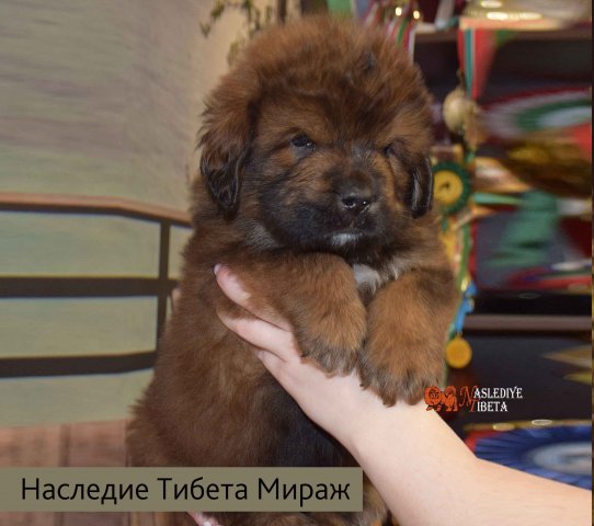 Щенки от пары Ерик х Конфета